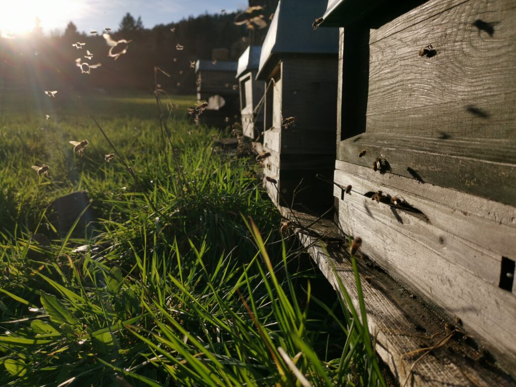 Bienenbeute am Standort