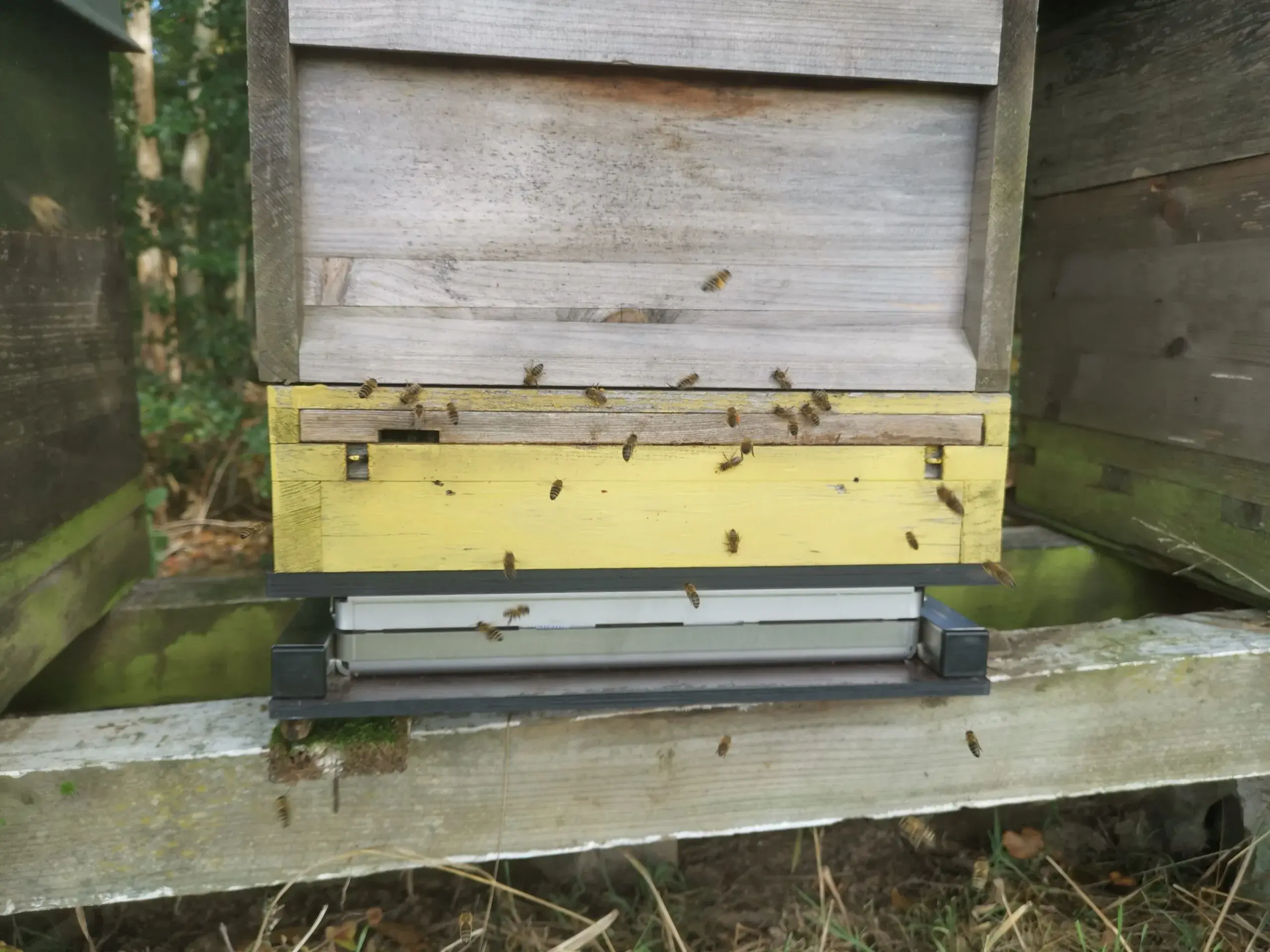 Bienenbeute mit Stockwaage