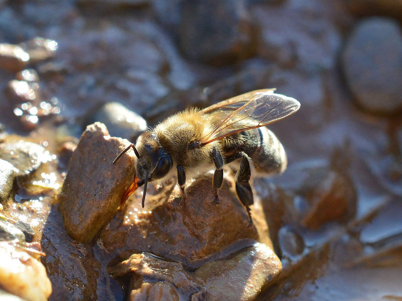 Biene trinkt Wasser an der Bienentränke