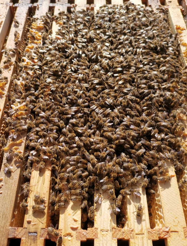 Bienenvolk im Frühjahr 2021