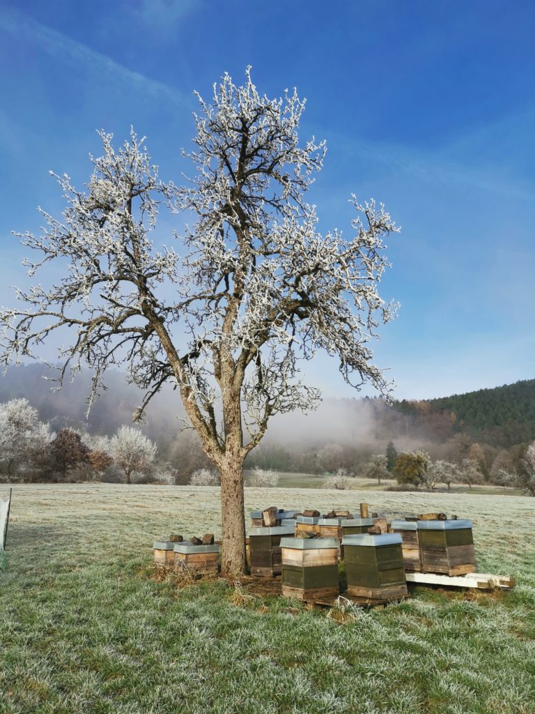 Bienenstandort Biohof Altrich im Winter
