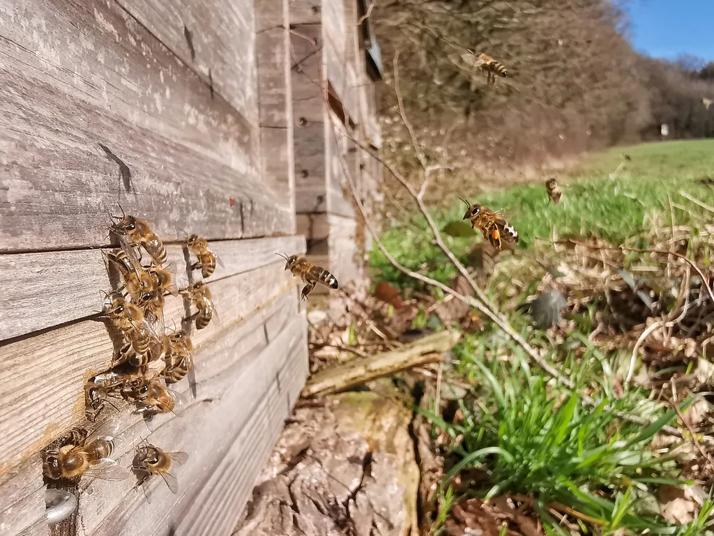 Biene mit Pollen am Schneeglöckchen