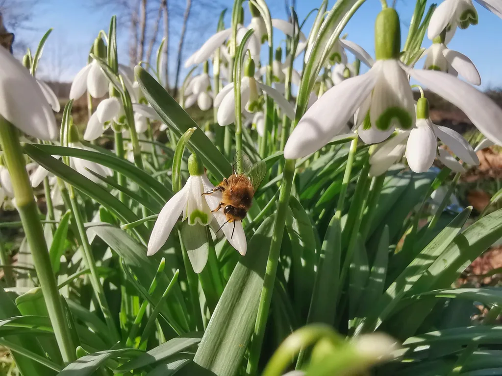 Biene am Schneeglöckchen auf dem Biohof