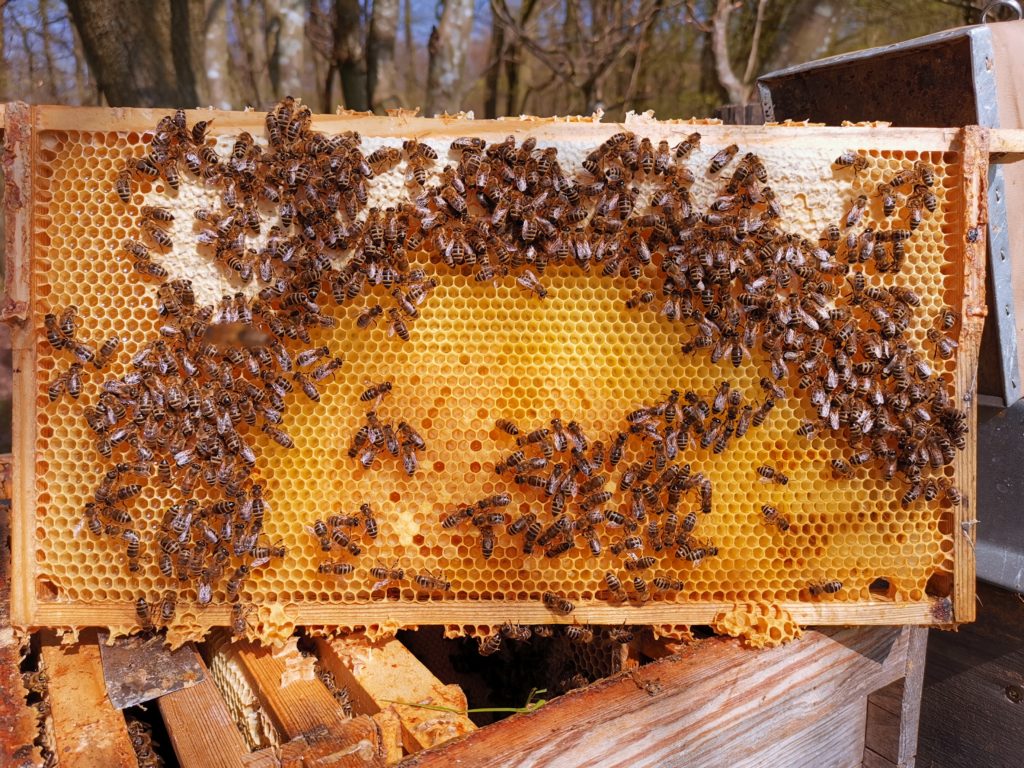 Brutwabe mit Futterkranz Frühjahr 2020