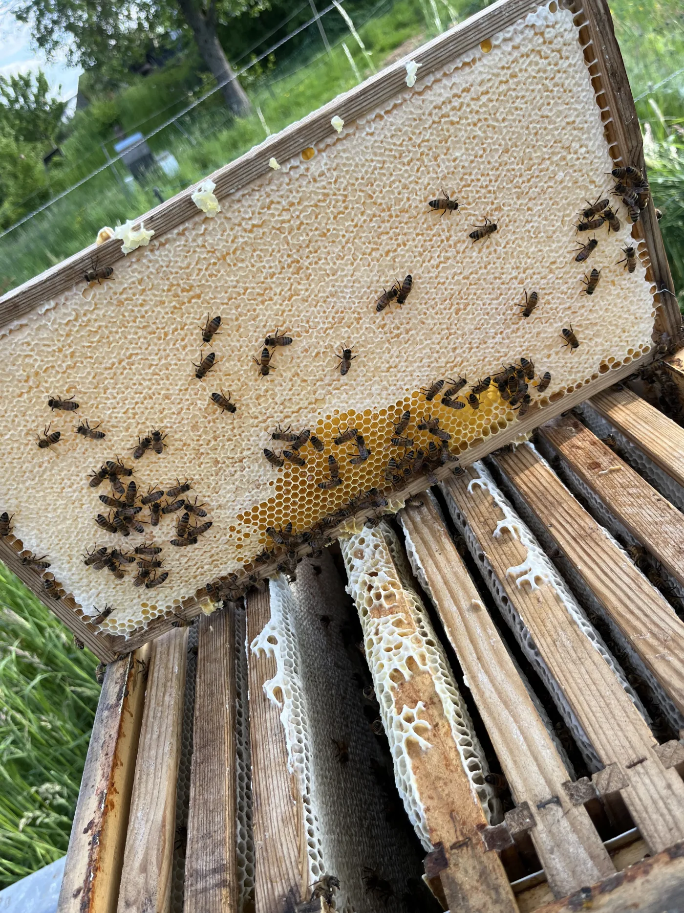 Frisch geerntete Honigwabe mit Bienen