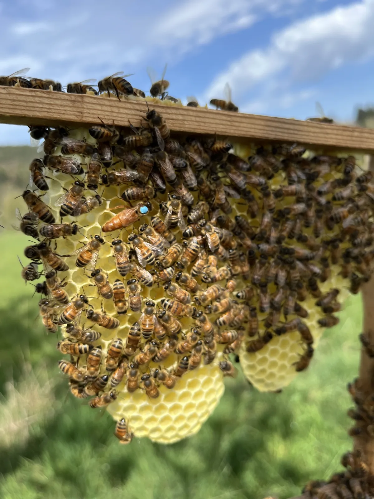 Königin und Bienen auf der Wabe