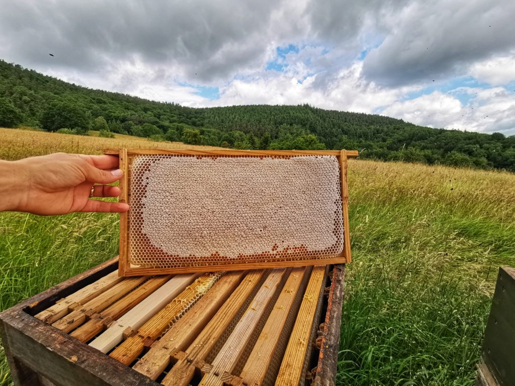 Honigernte Frühlingsblüte 2019