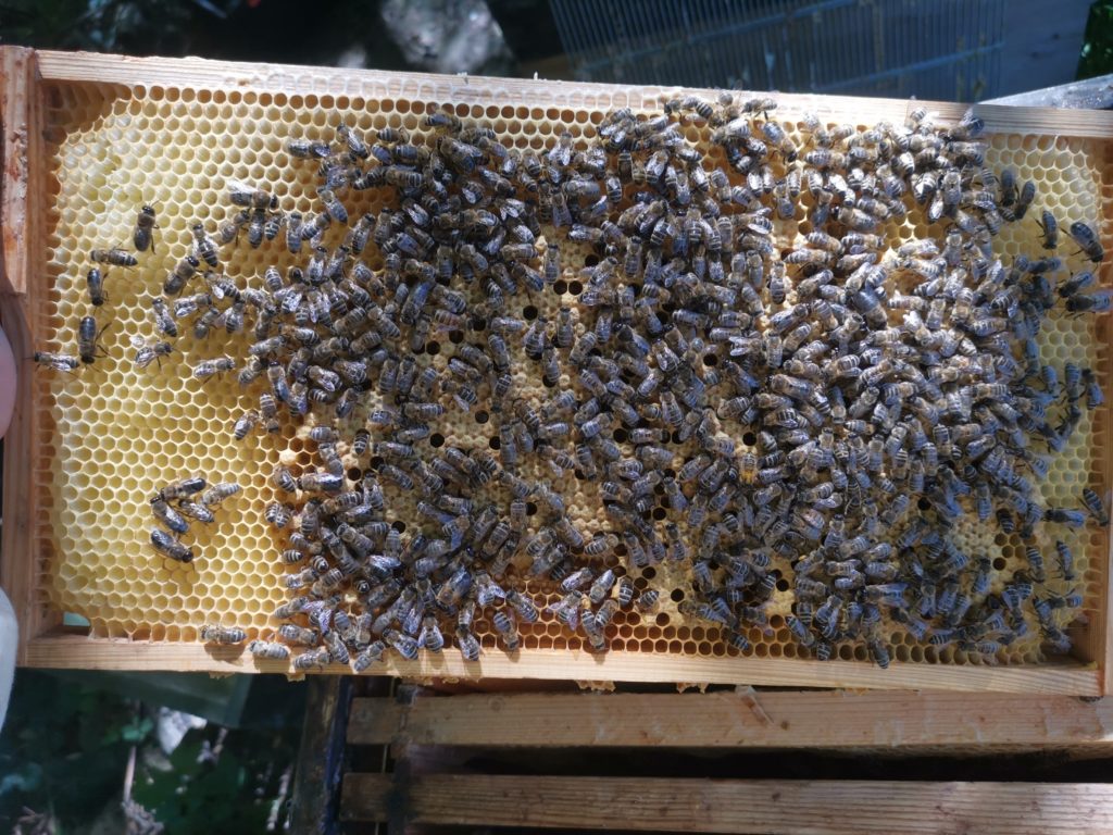 Honigraum Frühlingsblüte 2021