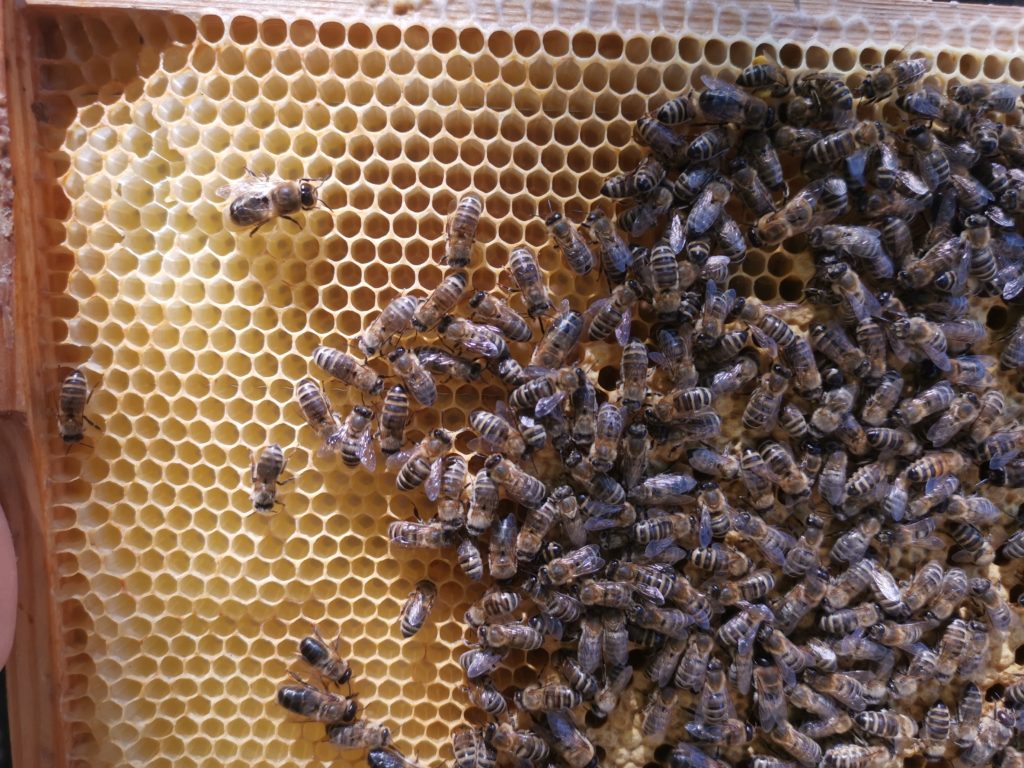 Honigraum Frühlingsblüte 2021