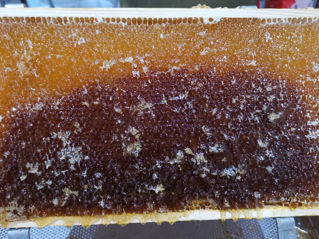 Entdeckelte Honigwabe Sommer 2020