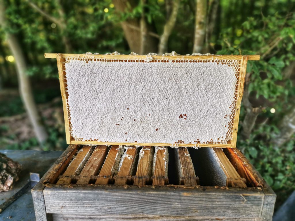 Honigwabe Sommerblüte 2019