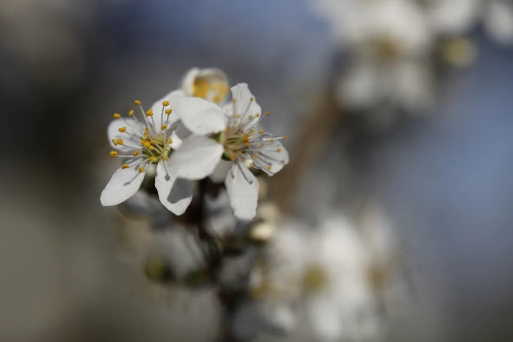 Narzisse Frühlingsblüte 2024