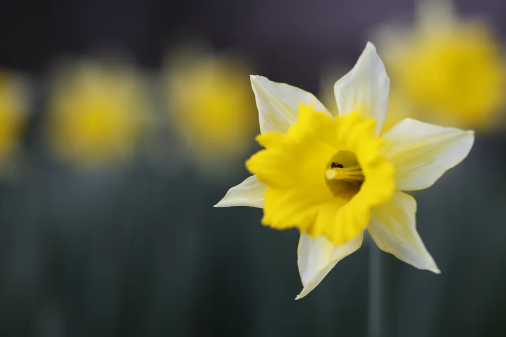 Narzisse im Frühling