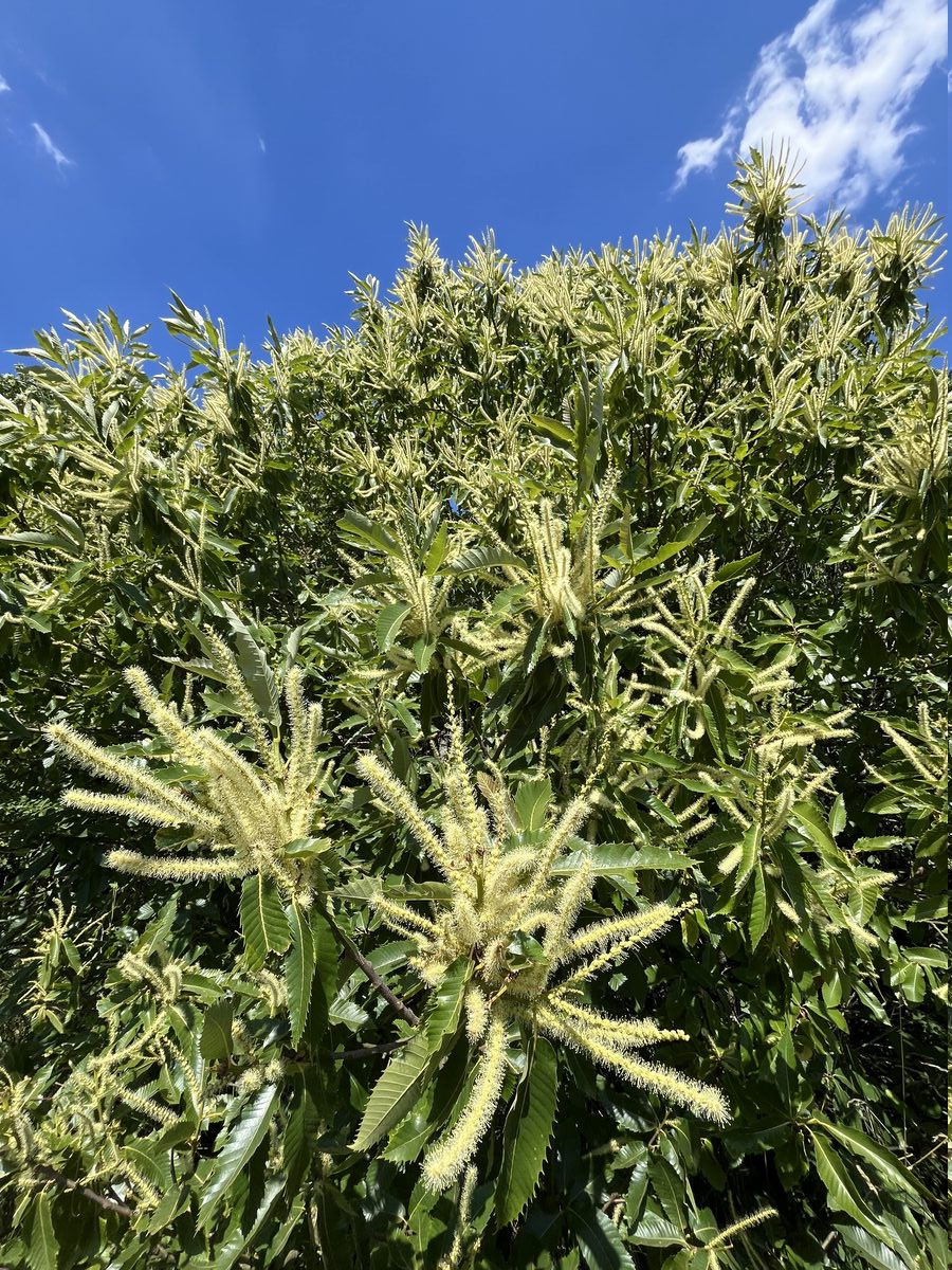 Edelkastanienbaum in der Blüte