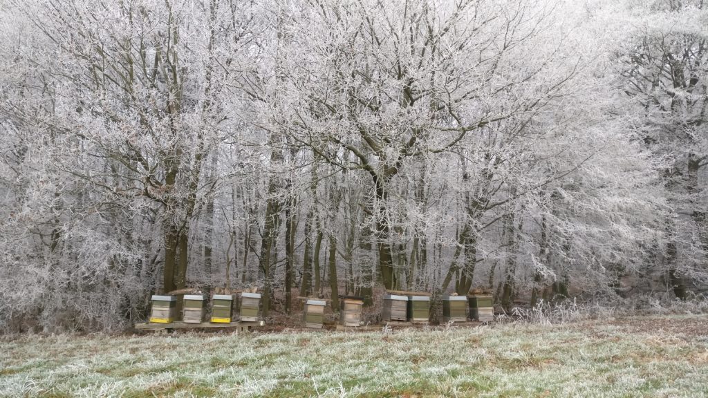 Winterruhe der Bienen Dezember 2018