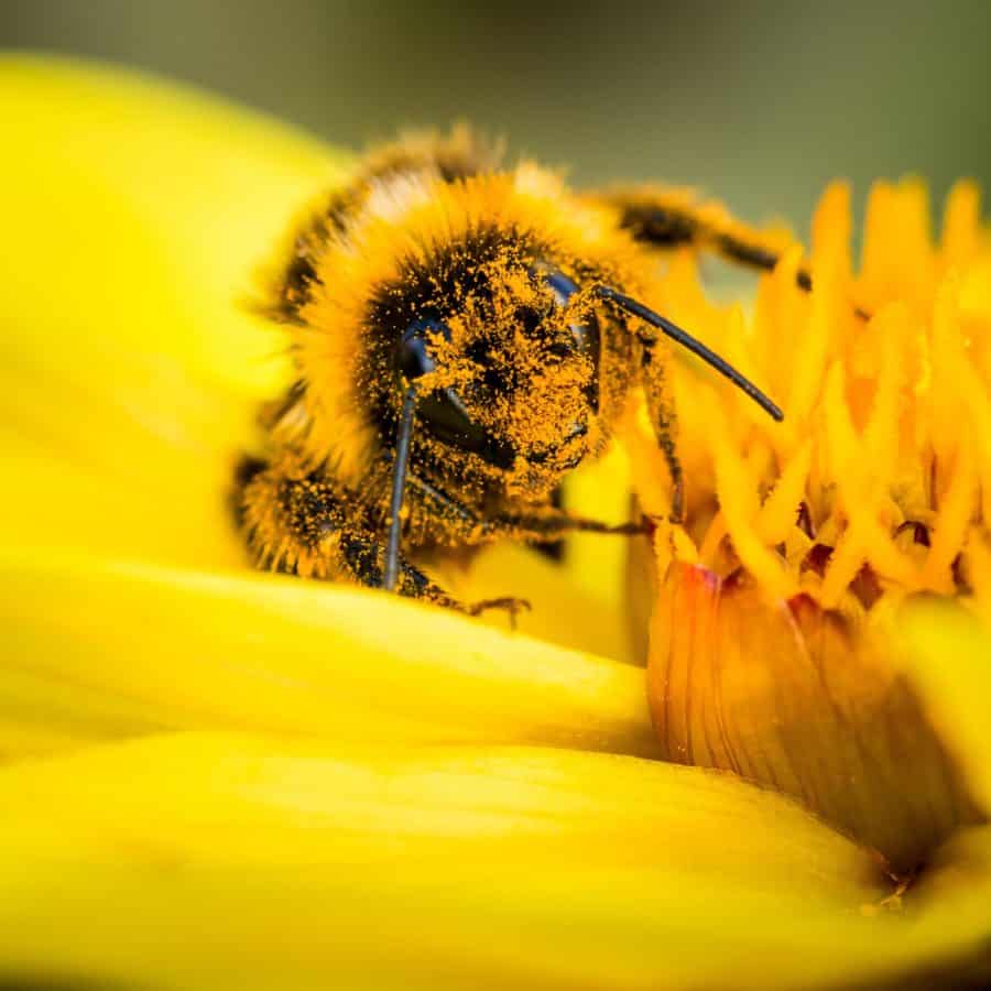 Pollen und Nektar für die Insekten Echtes Sammlerstück