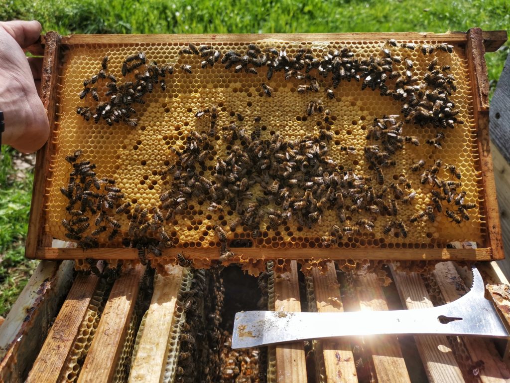 Burtwabe mit ansitzenden Bienen