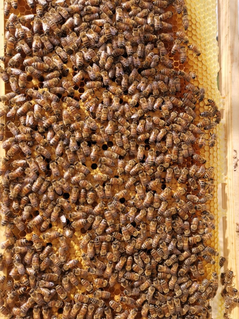 Buckfast Bienen auf Brutwabe